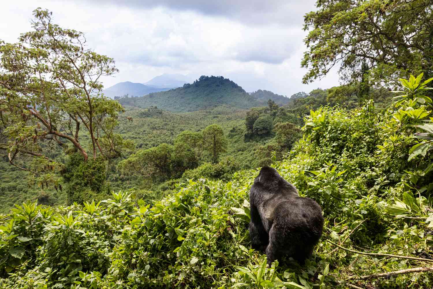 You are currently viewing What town is near Volcanoes National Park Rwanda