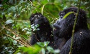 Read more about the article Reasons Why you should go Gorilla Trekking in Africa – Africa Gorilla Tours