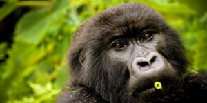 Read more about the article What is the Difference Between Mountain & Lowland Gorillas?