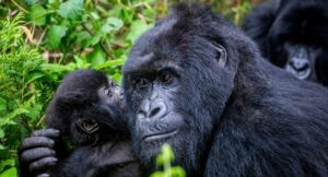 Read more about the article Why Rwanda Mountain Gorillas Have Become America’s Biggest Choice