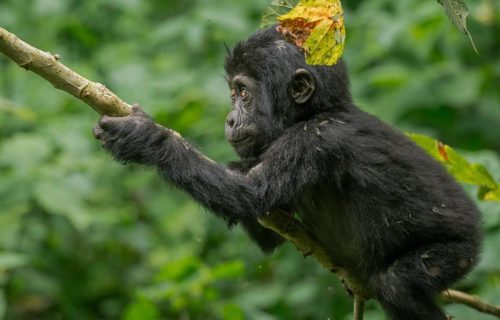 You are currently viewing Drive from Kigali to Volcanoes National Park